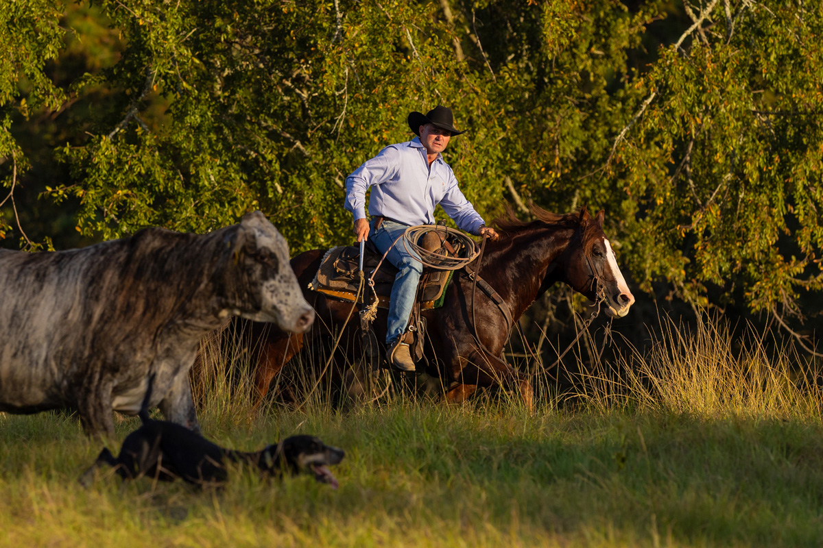 Pepinstep working cattle through the brush at golden hour