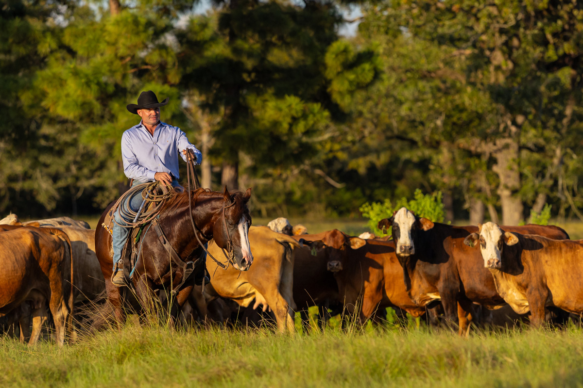 Pepinstep gathering cattle in the pasture