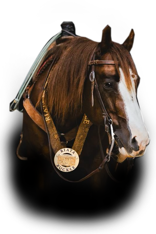 Pepinstep wearing the Riata Buckle champion's medal
