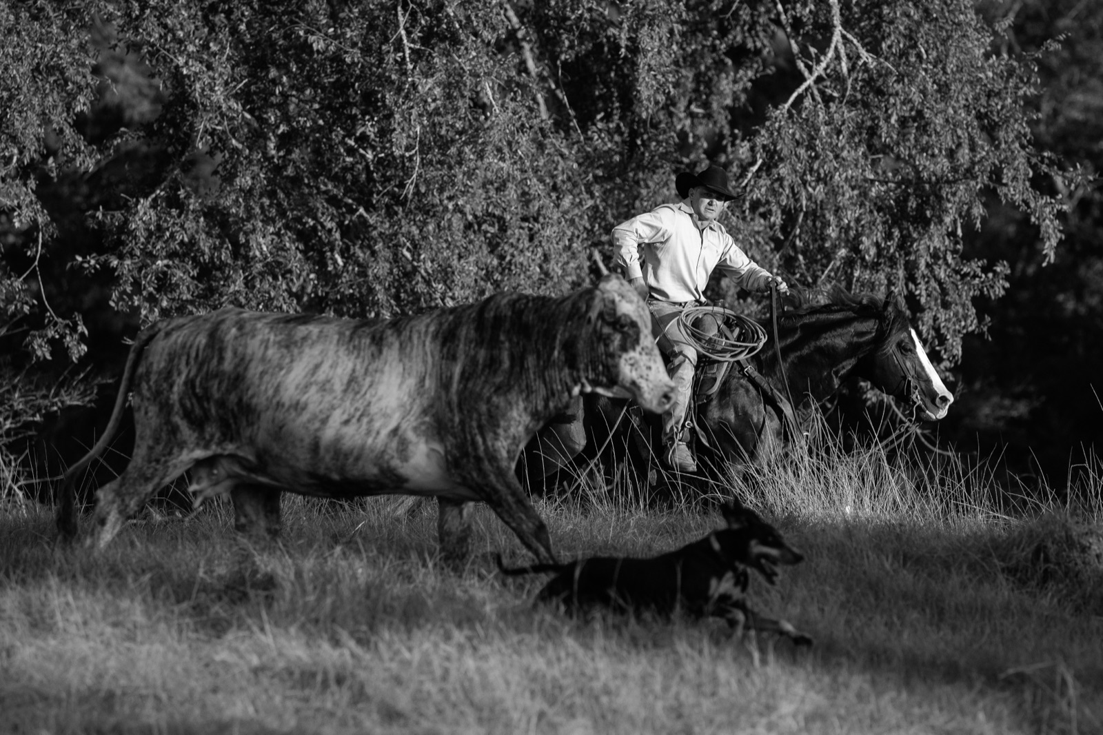 Pepinstep cowboying outside, black and white